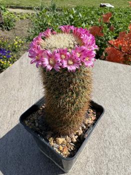 Mammillaria zeilmanniana